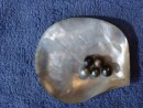 our found pearls from the Tuamotus