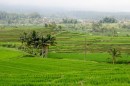 rice fields Jatuliwih