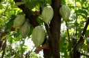 Cacao tree