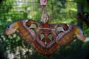 his name is :Attacus atlas