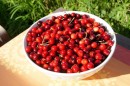 from the Cherry tree... yammmm