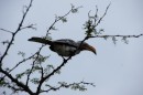 Yellow-Billed Hornbill in Kruger National Park  -  14.11.2014  -  Southafrica