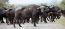 African Buffalos/Büffelherde in Kruger National Park  -  15.11.2014  -  Southafrica