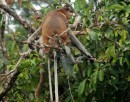 longnose monkey -Proboscis