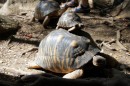 Turtles from Madagascar on Nosy Komba  -  11.09.2014  -  Madagascar