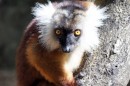 Female Lemur on Nosy Komba  -  11.09.2014  -  Madagascar