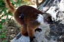 Mama Lemur with  baby on Nosy Komba  -  11.09.2014  -  Madagascar