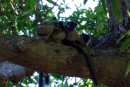Lazy Lemures on Nosy Tanikely  -  12.09.2014  -  Madagascar