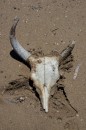 Zebu skull -  Andranoambi Bay  -  31.08.2014  -  Madagascar