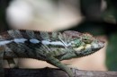 Chameleon on Nosy Komba  -  11.09.2014  -  Madagascar