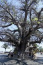 1.000 year old baobab in Majunga  -  03.10.2014  -  Madagascar