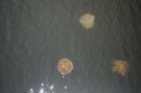 Jellyfish , Broken Bay