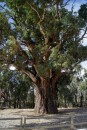 Gum Tree - this one 500 years old