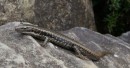 Mr. Gecko - Flinders Range 