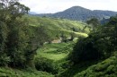 Tea plantation Cameron Highlands