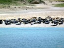 Seals singing on the Mingulay beach