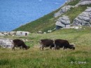 Lundy Island, Soay sheep keep the grass down high on the top of Lundy