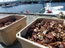 Westray crabs just landed on the quay.