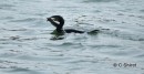 A lucky Cormorant caught this big fish close to the boat, South Deep, Poole harbour
