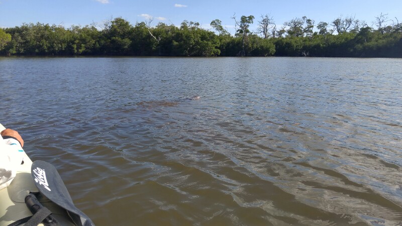 Manatee Hole: Look closely...find the Manatee