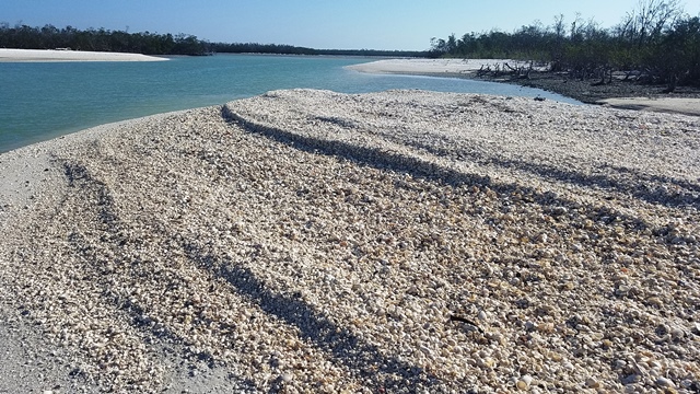 Cape Romano: Shells Galore