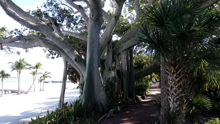 Banyon Tree: Useppa Island