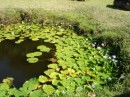Out on our walk.  A pond full of lily pads and flowers.