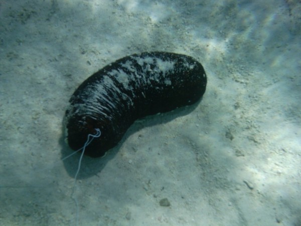 A Sea Cucumber.  Watch your step.