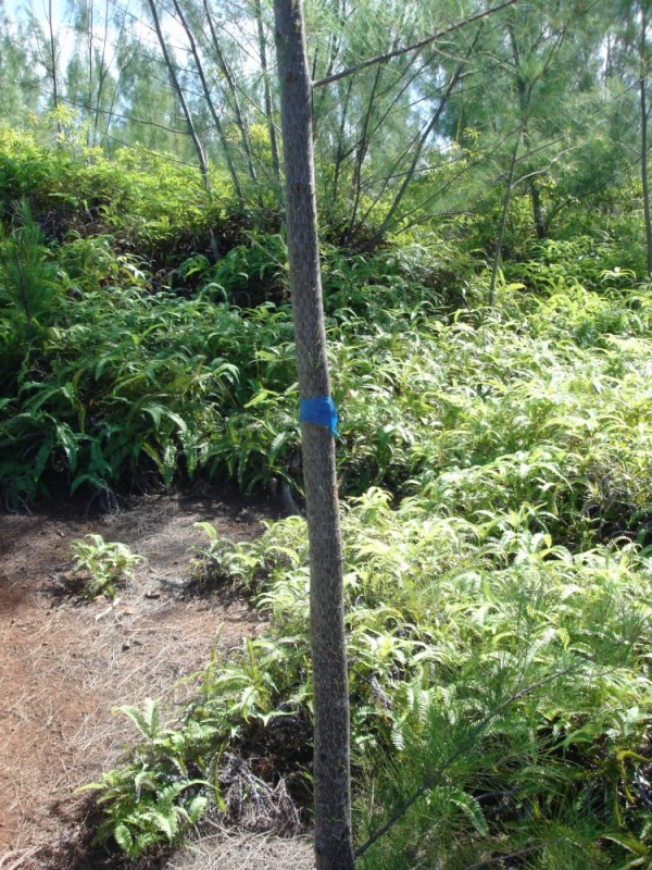 Some of the trail was marked with trees banded with blue painters tape.