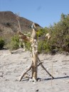 A statue on the West beach.  Something new made of drift wood.