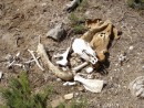Even the cows die out here in the Summer.  All that was left was a bit of hide and a lot of bones.