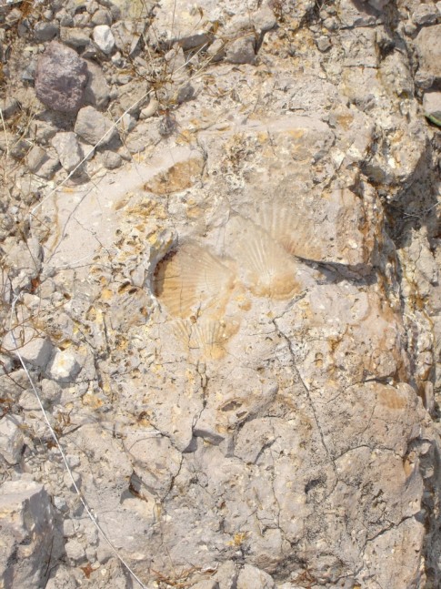 Sea shell fossils on the tops of hills West of San Juanico.  The shells that made the fossils where still in the relief.