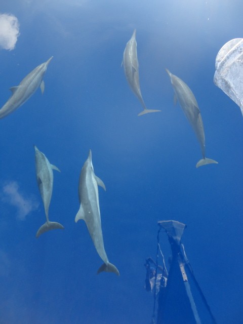 The water was so clear and calm you can see my reflection in the water as the dolphins zoomed along with us.
