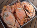 A pan full of cooked crabs at Mabul.