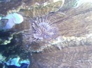 An uncooperative Lion Fish.  He wouldn