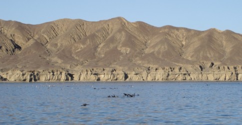 The sea lions waving to us as we pass.