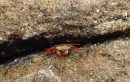 Red Crab on the rocks.