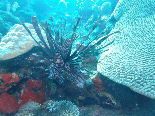 Another of the Lion Fish.  He sure doesn