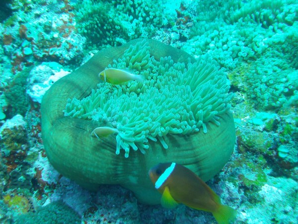 A bag of an anemone with a clown fish standing guard.