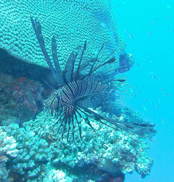 Lion Fish.  Very poisonous.  While I got close, I stayed careful.