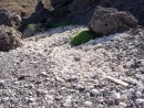 Thousands of LARGE shells litter the shoreline.