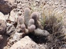 Baby cactus along the trail.