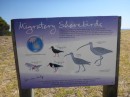 Migratory bird visitors