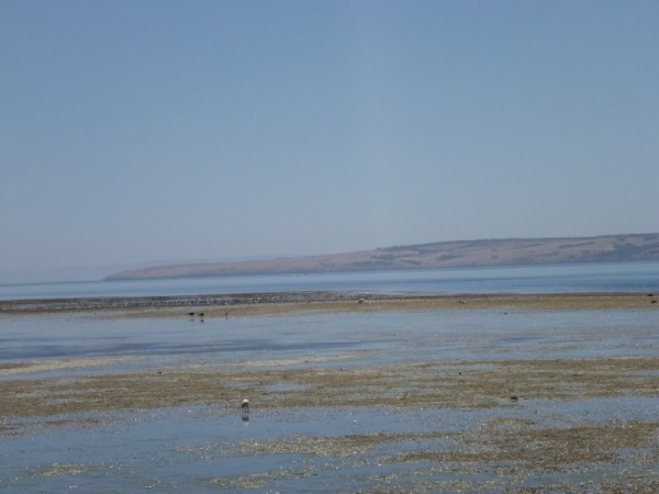 Looking across the bay at low tide