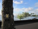 Flat Stanley at Coconut Island