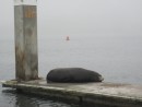 Bodega Bay Seal