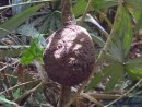 Termite hive