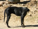 There are very few scraps in the school yard for this poor starving pup.