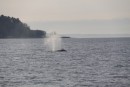 Gray Whales in Puget Sound