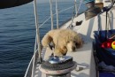 new 136: Surgie takes a nap on deck